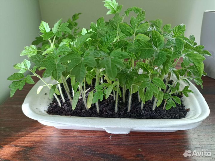 Рассада помидоров томатов