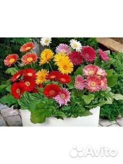 Гербера (саженцы)