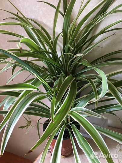 Хлорофитум