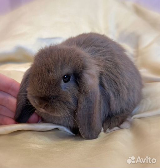 Кролик декоративный минилоп