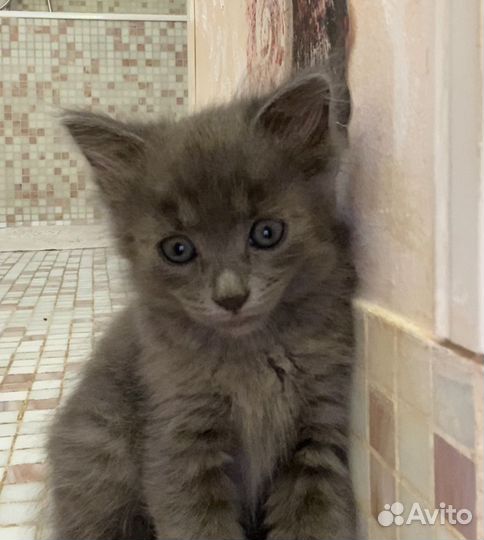 Котята в добрые руки мальчики