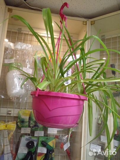 Хлорофитум