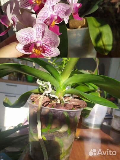 Орхидеи фаленопсис