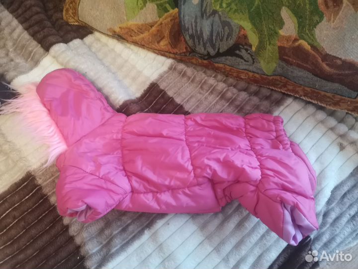 Одежда для собак