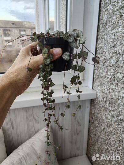 Церопегия вуда