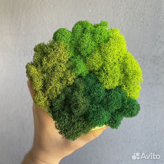 Стабилизированный мох, Лаймовый