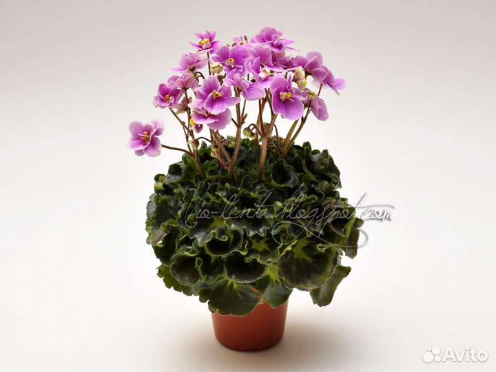 Фиалки мини