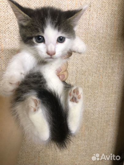 Отдам кота в добрые руки