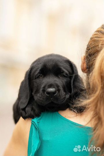 Лабрадор щенок, кобель. Питомник РКФ