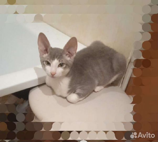 Кот браш