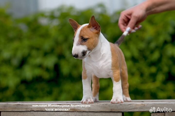 Миниатюрный бультерьер