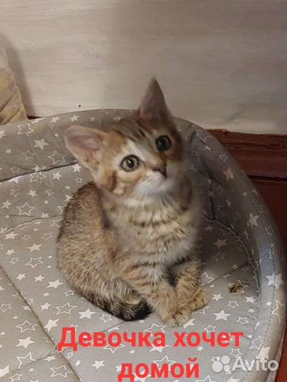 Котята в добрые руки бесплатно