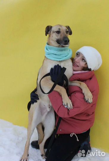 Собака в добрые руки из приюта бесплатно