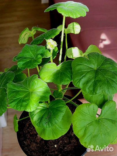 Пеларгония