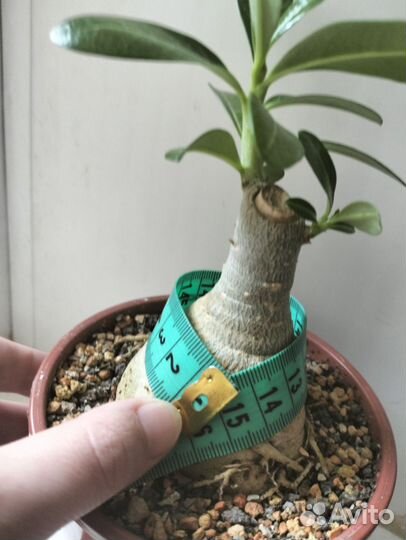 Адениум обесум