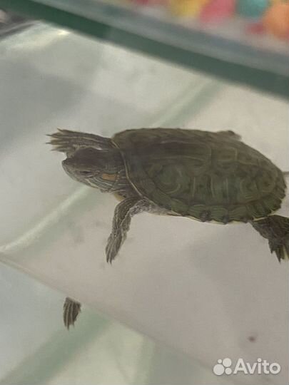 Черепахи водные