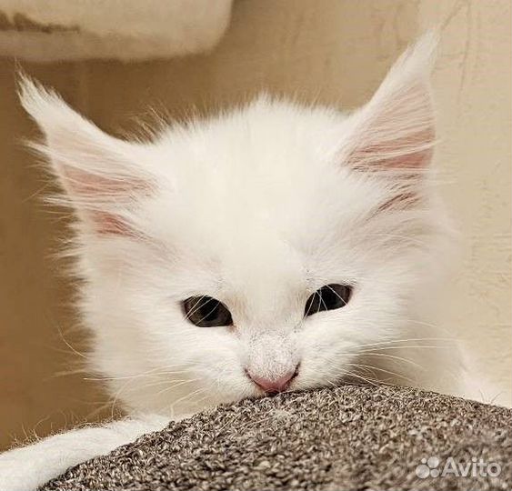 Котенок Мейн-кун Девочка