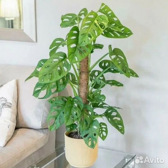 Монстера манки