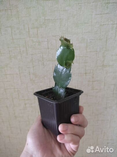 Декабрист шлюмбергера белый