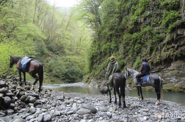 Конные прогулки в Адлере