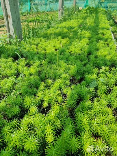 Пихта Нордмана. Двухлетняя. Оптом