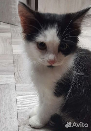 Кошка в дар
