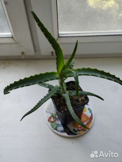 Алоэ лечебный