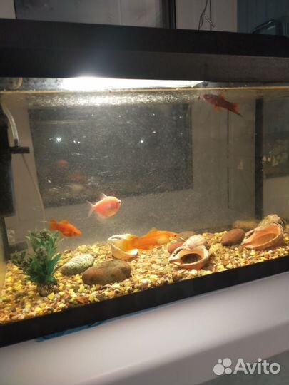 Аквариум