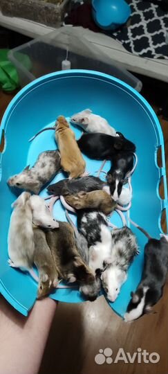 Декоративные мыши