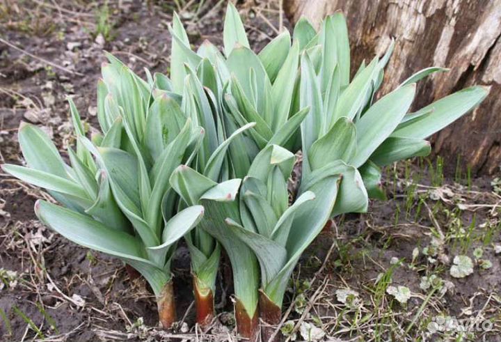 Луки многолетние,щавель,ревень