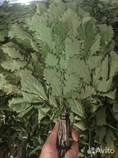 Дубовые Веники