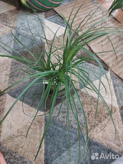 Пальма нолина