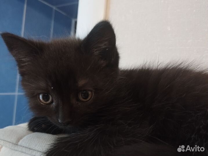 Красивые котята в добрые руки