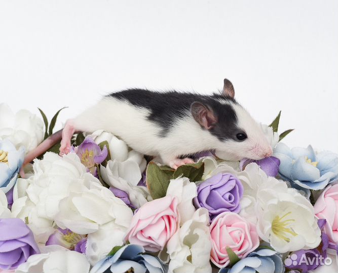 Крысята.крысята дамбо