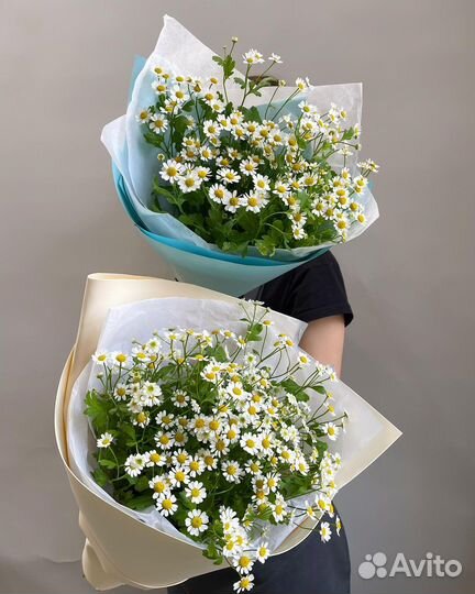 Цветы ромашки