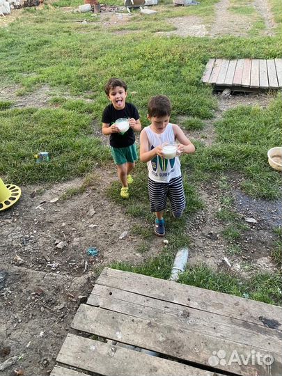 Сыр домашний козий/молоко/творог/сыворотка