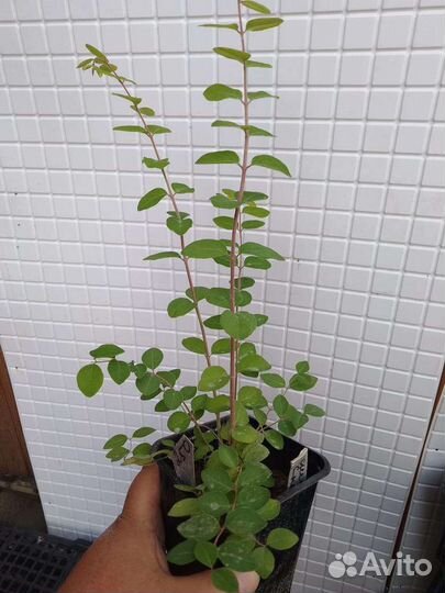 Снежноягодник