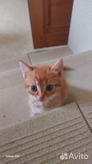 Мартовские котята