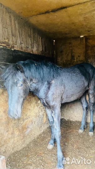 Жеребенок полтора годовалый