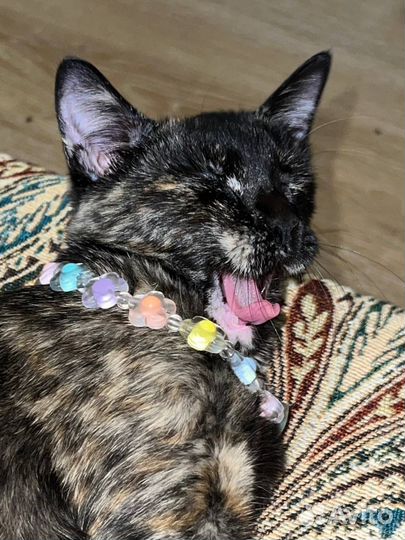 Кошки