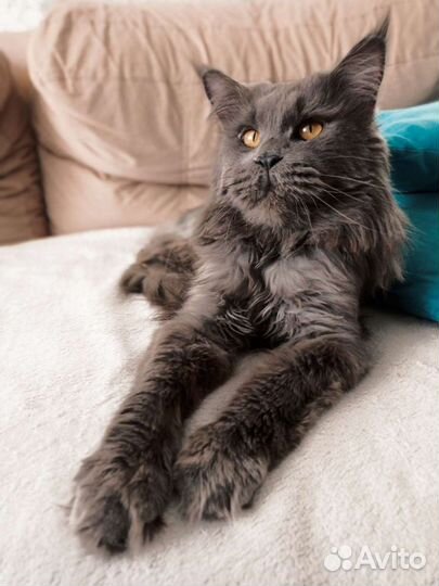 Мейн-кун вязка