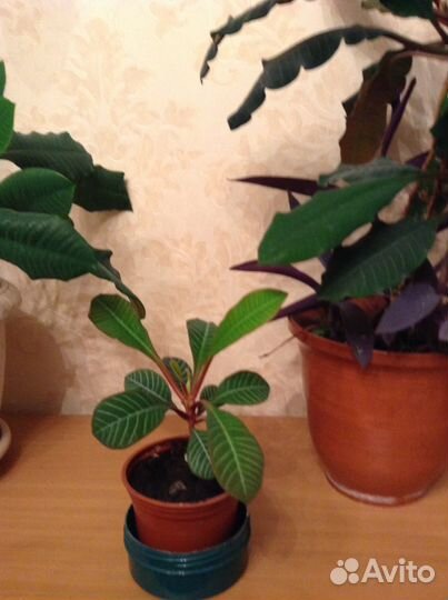 Молочай беложилковый