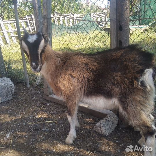 Нубийские козы