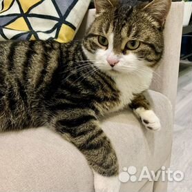 Камышовый кот: описание породы с фото — fitdiets.ru