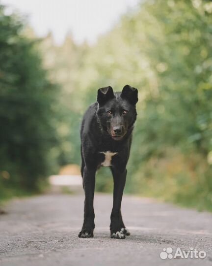 Крупный чёрный пес для частного дома