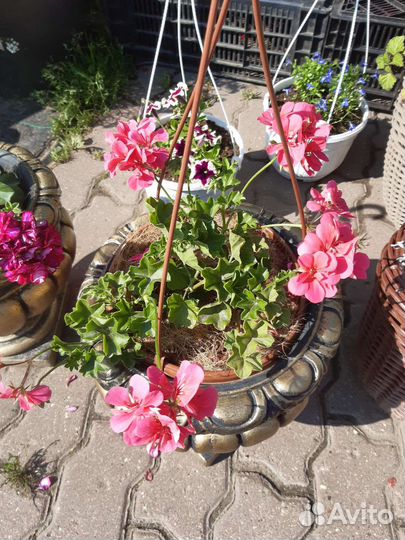 Герань пеларгония плющелистная