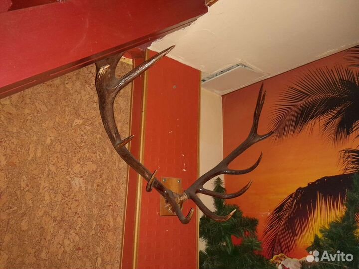 Продам рога оленя