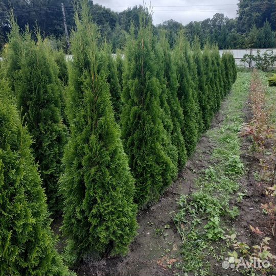 Туи Смарагд 165см