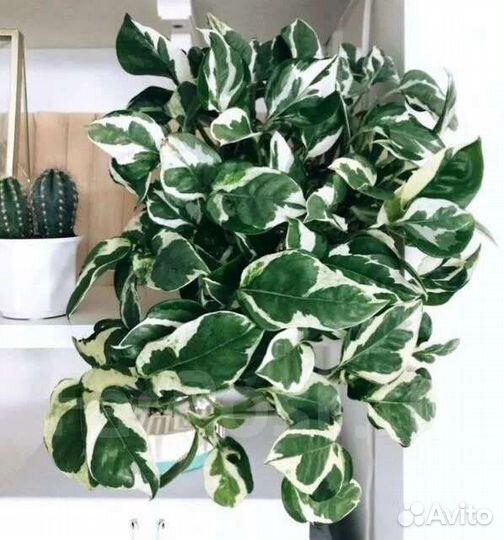 Фикусы.Фило Бразил,сцинд Энджой и золот