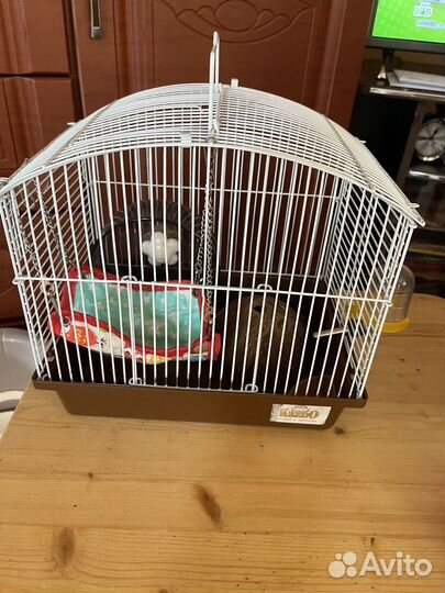 Клетка для джунгарского хомяка